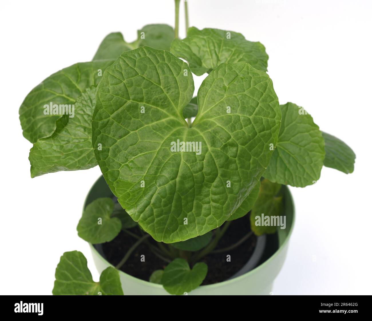 Wasabi, auch Japanischer Meerrettich oder Wassermeerrettich genannt, ist eine Pflanzenart aus der Familie der Kreuzblutengewaechse. Wasabi, auch bekannt Stockfoto