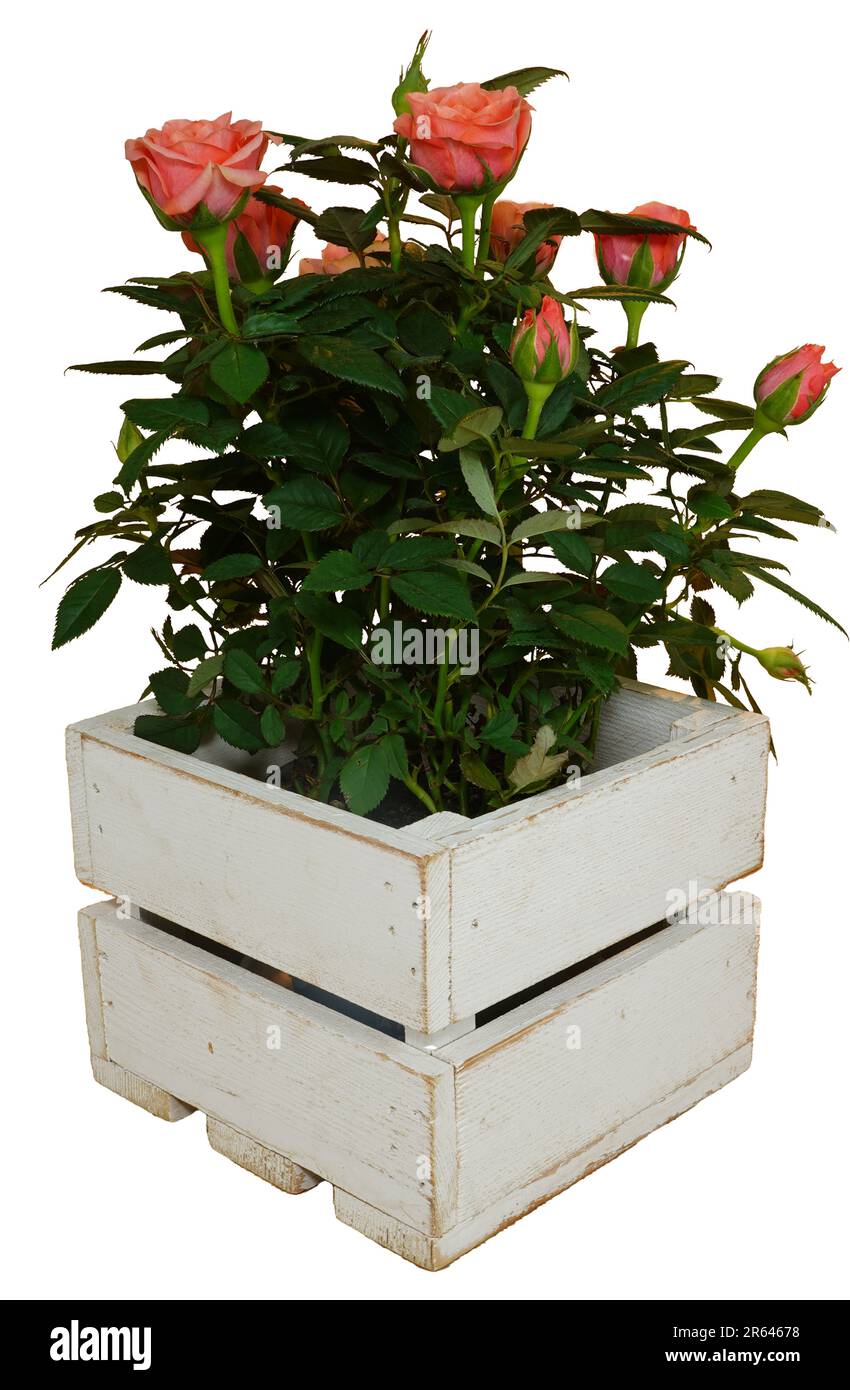 Rote Rosen in weißem Holzkasten ohne Hintergrund. Wunderschöner rosa Rosenbusch. Stockfoto