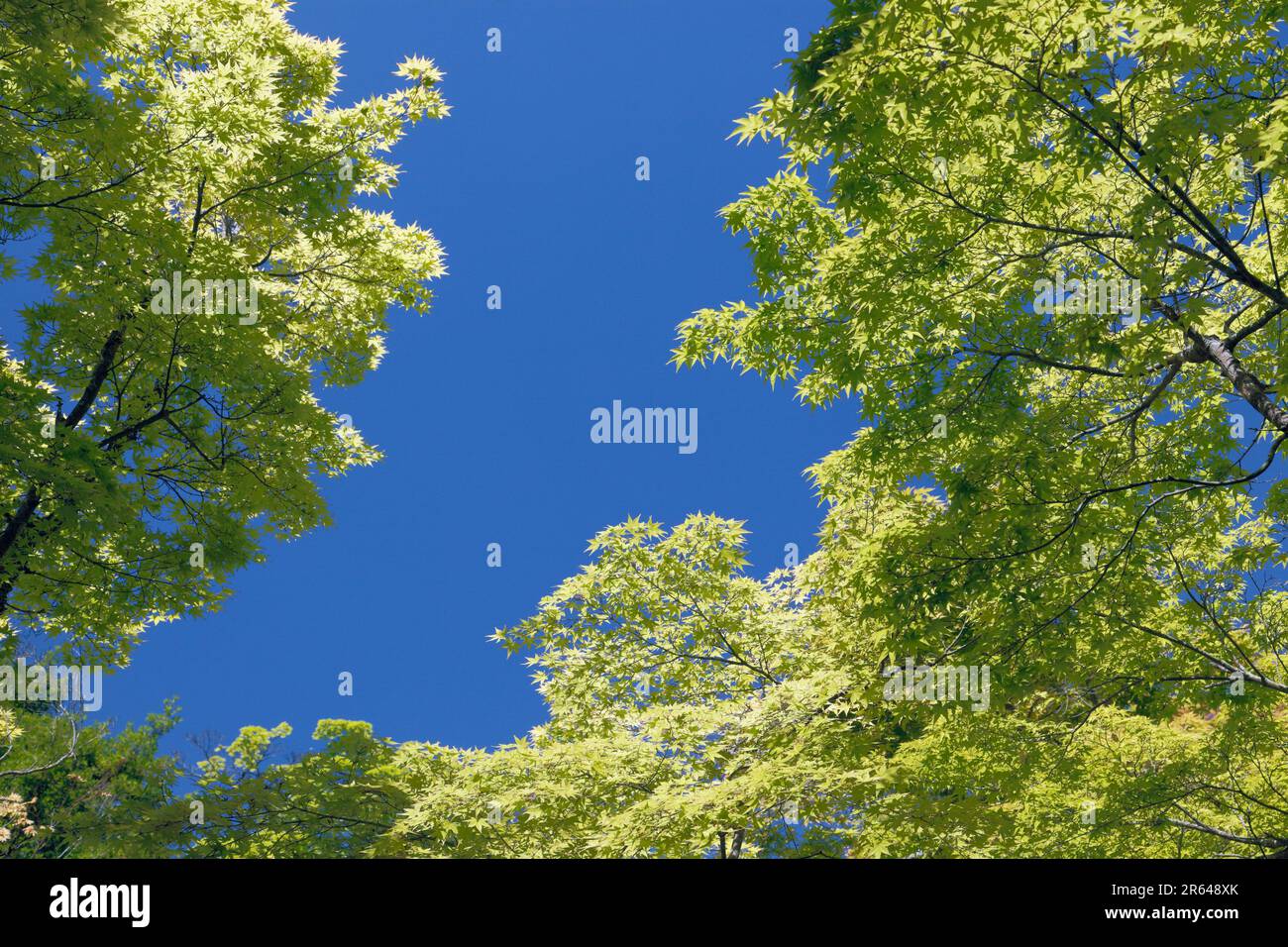 Frische Grüne Bäume Stockfoto