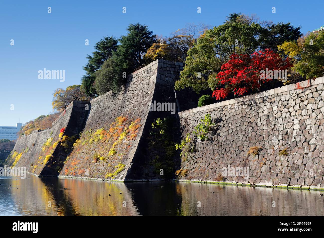Herbstblätter und die Steinmauer von Schloss Osaka Stockfoto