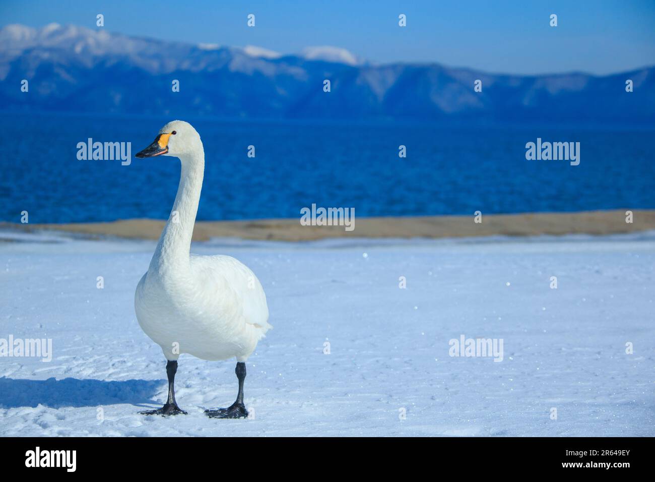 Schwäne auf dem Schnee Stockfoto