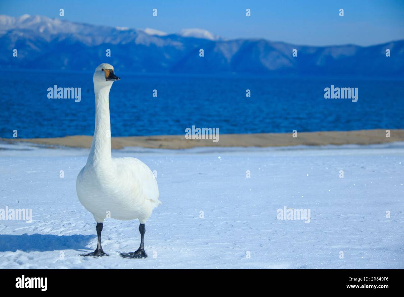 Schwäne auf dem Schnee Stockfoto