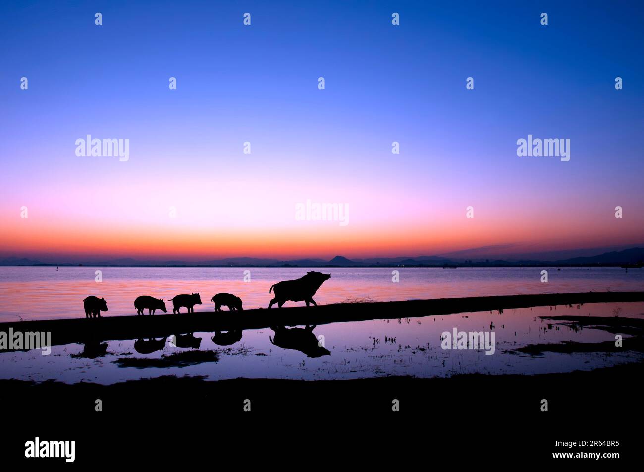 Silhouette eines Mutter-Kind-Wildschweins, das am Seeufer spaziert Stockfoto