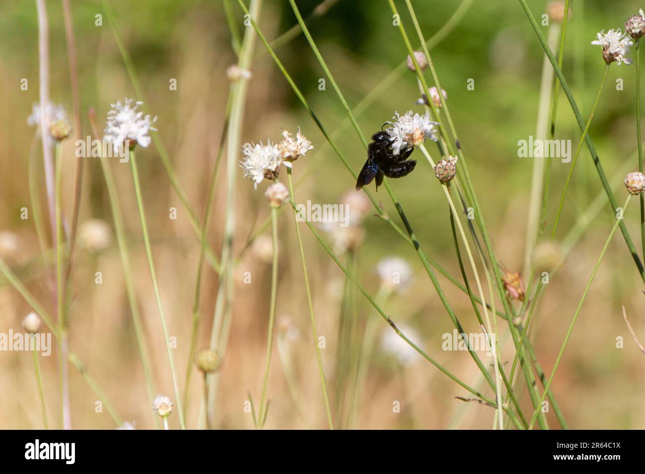 Schwarze Hummel auf kleiner weißer Blüte. Zarte Zusammensetzung mit gebogener Blüte durch Bienengewicht. Grüne und braune Farbtöne. Speicherplatz kopieren. Stockfoto