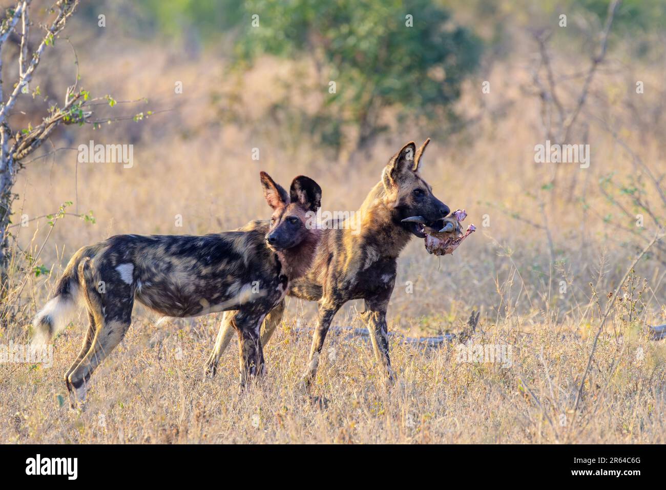 Afrikanischer Wildhund (Lycaon pictus) auf Savanna mit dem Kopf der toten Beute, Kruger-Nationalpark, Mpumalanga, Südafrika. Stockfoto