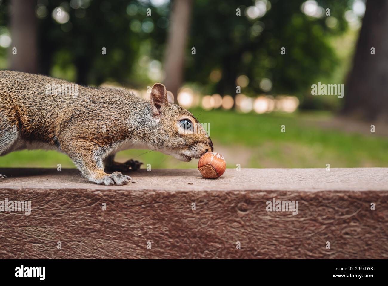 Süßes Eichhörnchen in Parco Sempione, Mailand Stockfoto