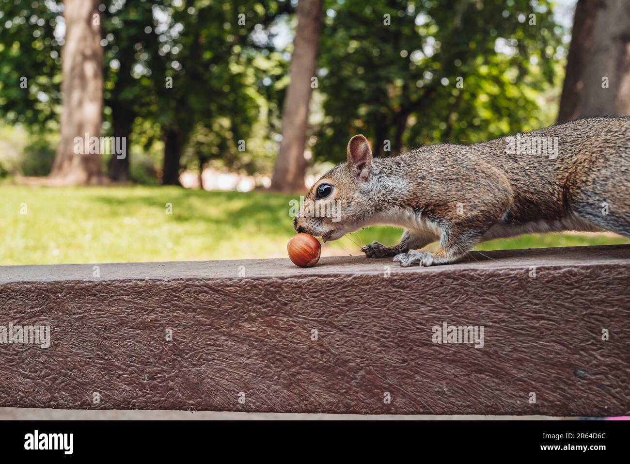 Süßes Eichhörnchen in Parco Sempione, Mailand Stockfoto