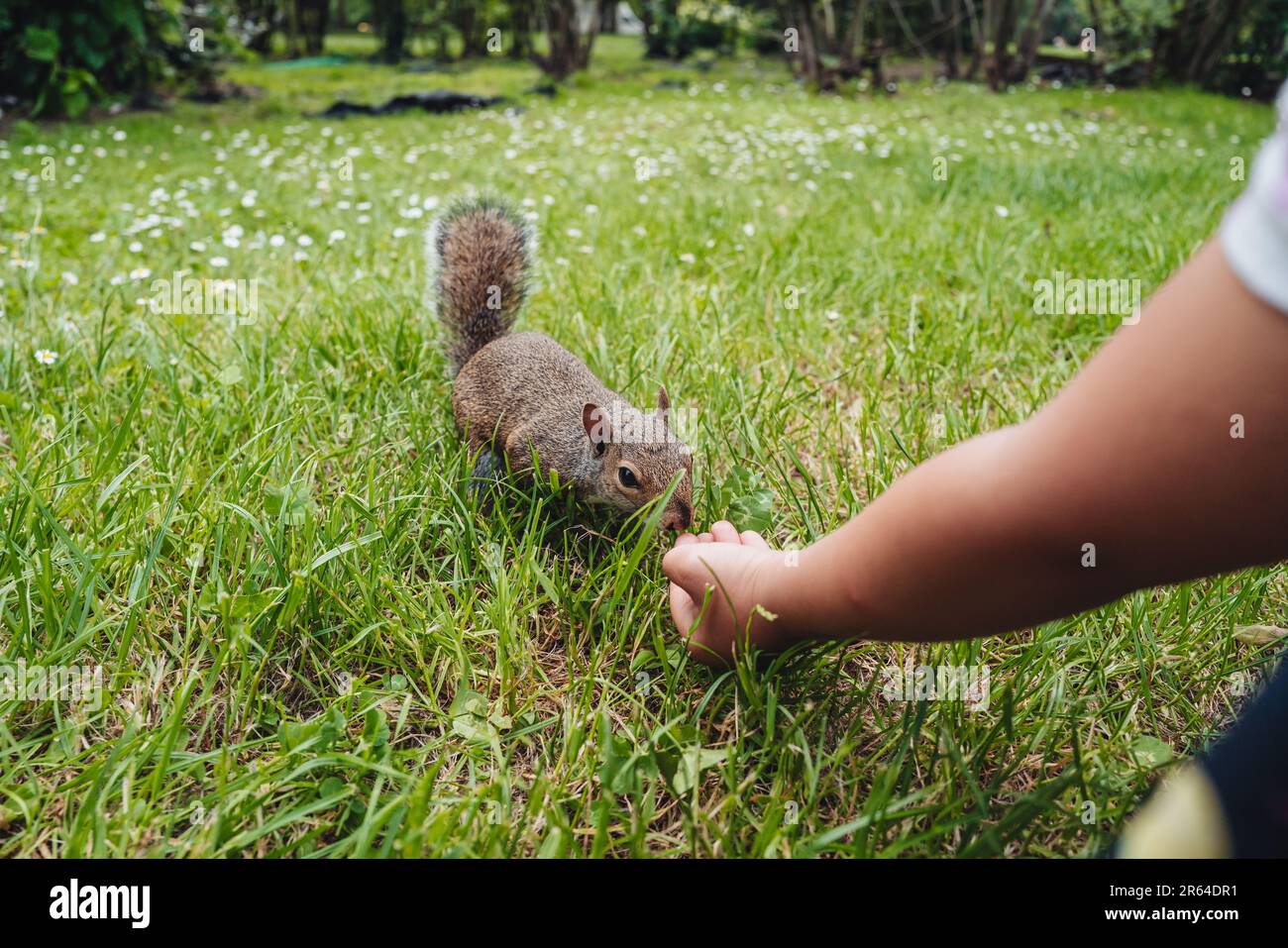 Süßes Eichhörnchen in Parco Sempione, Mailand Stockfoto