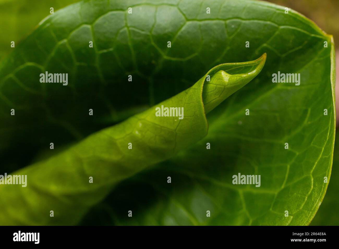 Kuckuckoopint oder Arum maculatum-pfeilförmiges Blatt, Waldgiftpflanze in der Familie Araceae. Pfeilförmige Blätter. Andere Namen sind Nakeshead, Adders ro Stockfoto