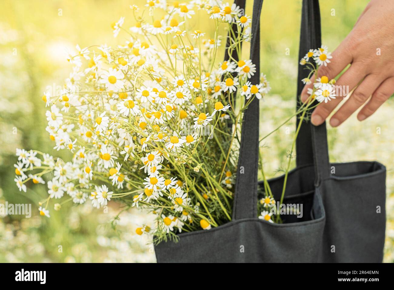 Eine schwarze Tasche mit einem Strauß Gänseblümchen im Feldhintergrund Stockfoto