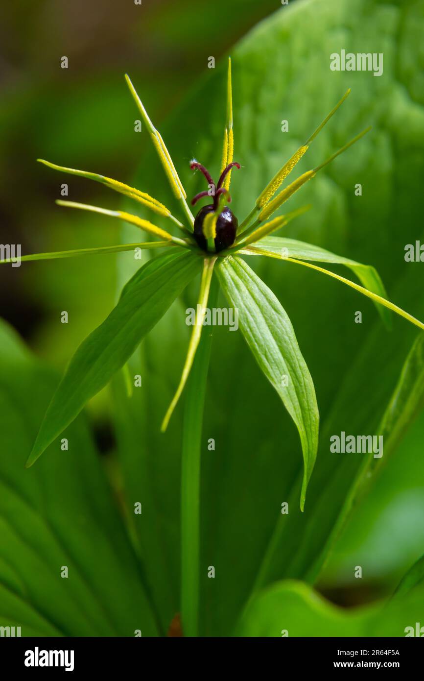 Pariser Quadrifolie. Blume aus der Nähe der giftigen Pflanze, Kräuter-paris oder der Knoten wahrer Liebhaber. Blühendes Gras Paris. Krähenauge oder Rabenauge, poiso Stockfoto