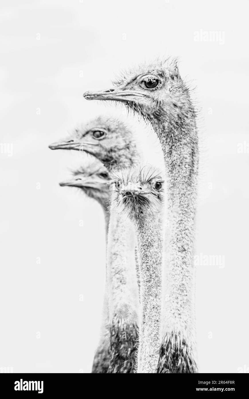 Schwarzweißes minimalistisches Bild einer Straußgruppe isoliert auf weißem Hintergrund Stockfoto