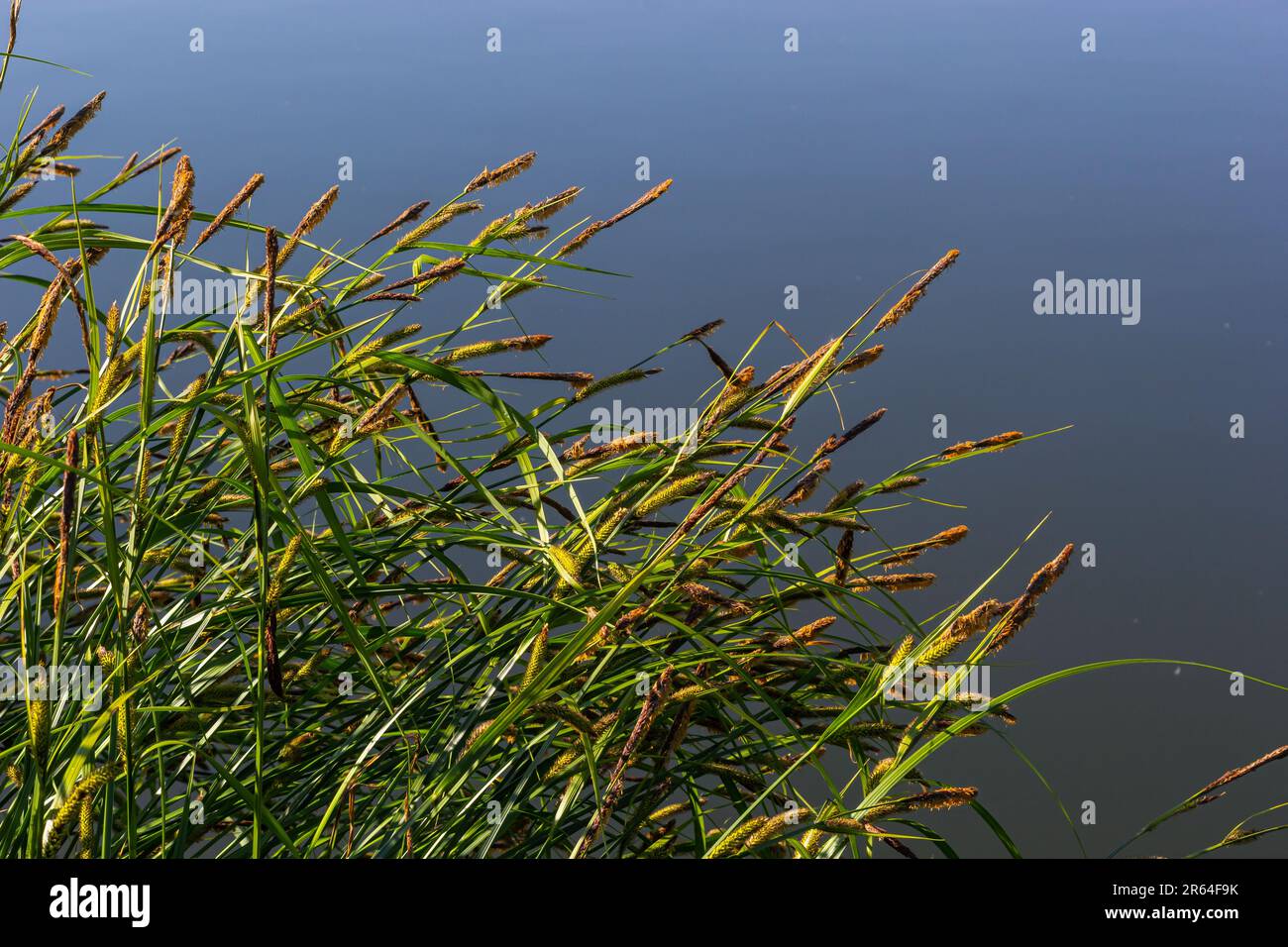 Carex acuta - gefunden wächst an den Rändern von Flüssen und Seen in den palaearktischen terrestrischen Ökoregionen in Schichten von nassem, alkalischem oder leicht saurem Abflaub Stockfoto