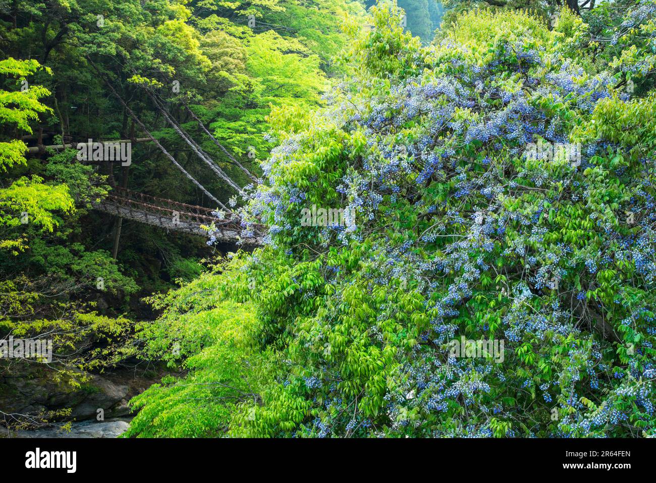 Kazurabashi-Brücke Stockfoto