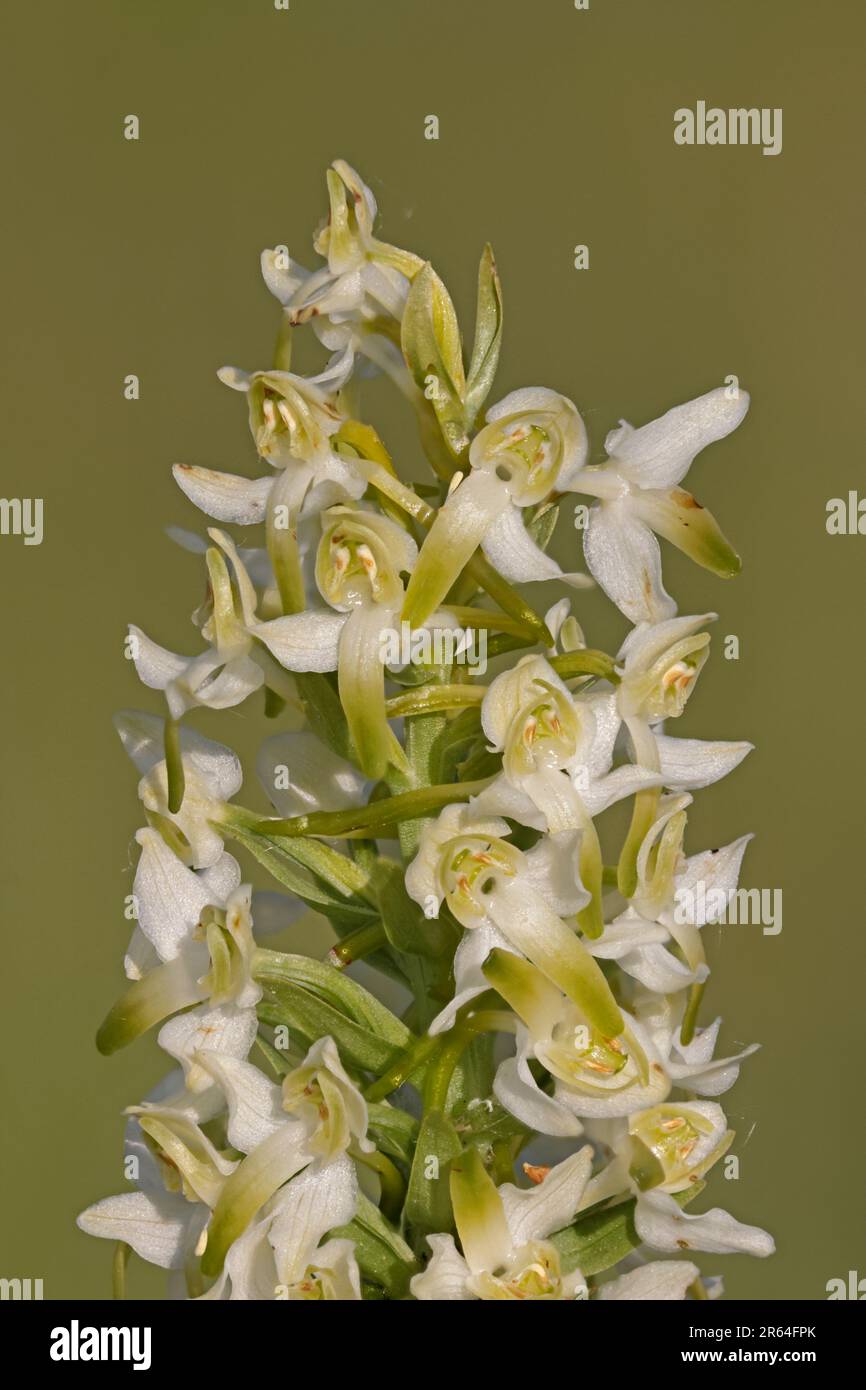 Greater Butterfly Orchid am Edge Hill Gloucestershire Stockfoto