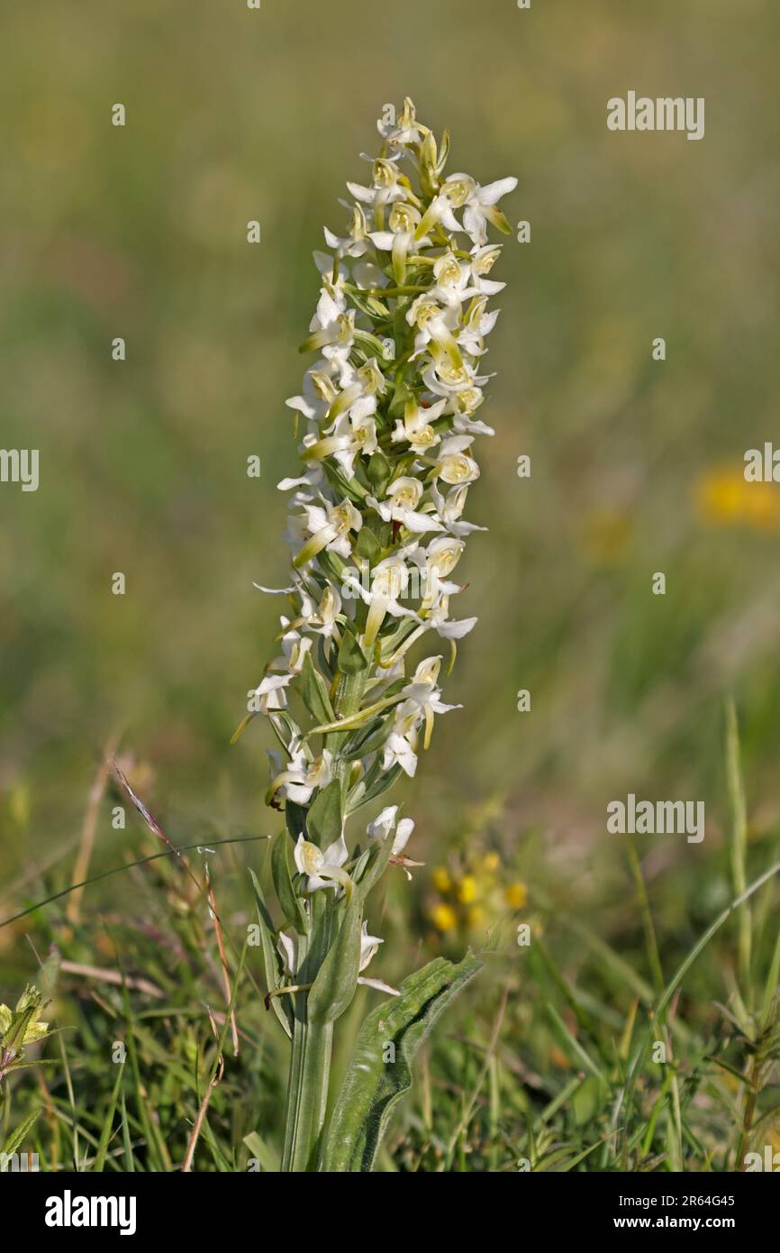 Greater Butterfly Orchid am Edge Hill Gloucestershire Stockfoto