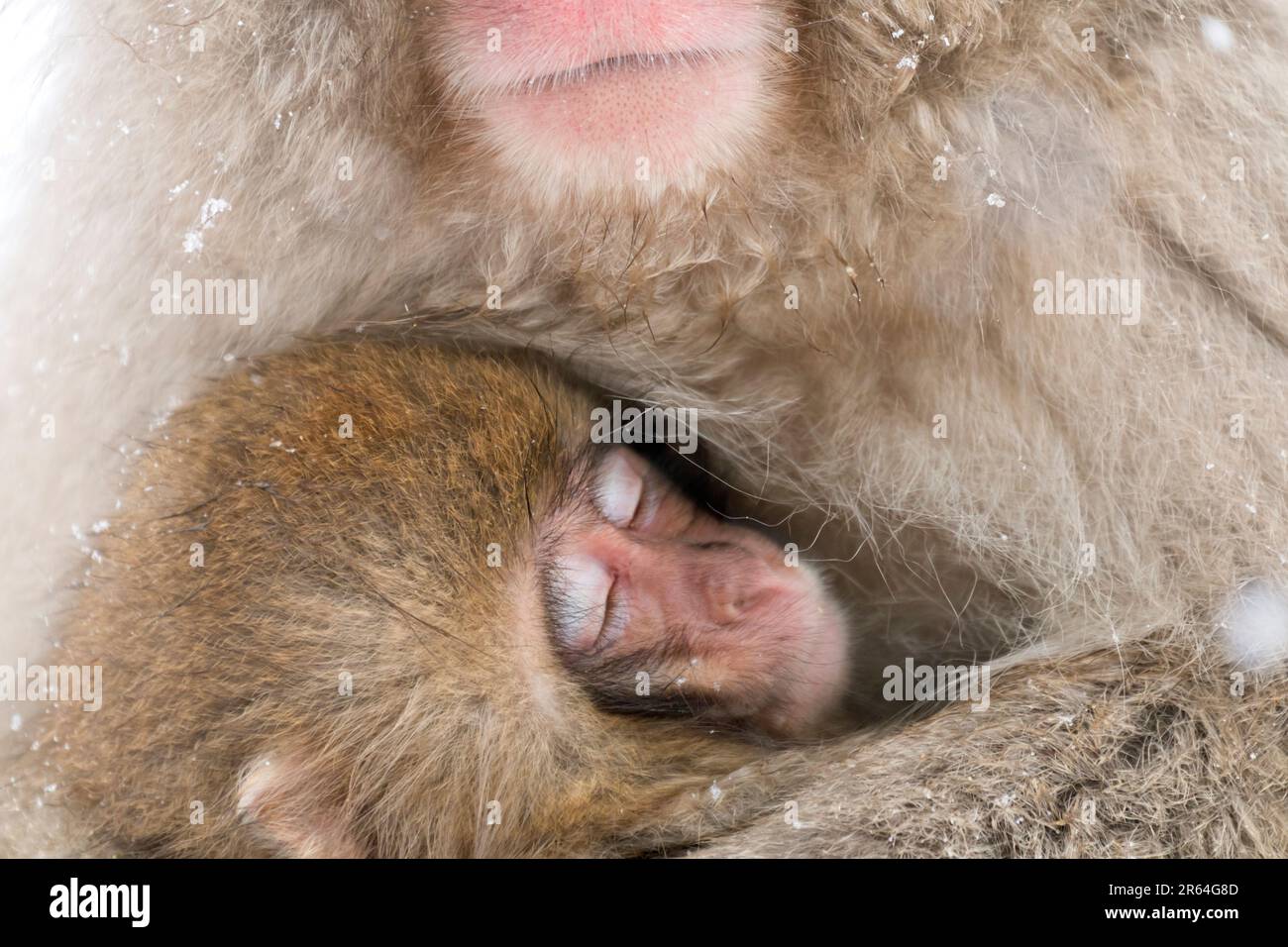 Ein Baby-Affe, das von seiner Schwester gehalten wird Stockfoto