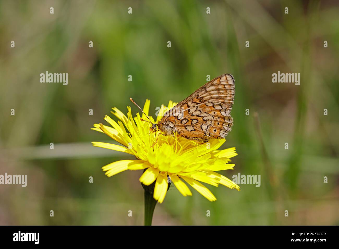 Marsh Fritillary zeigt die Hinterflügel bei Strawberry Banks Gloucestershire UK Stockfoto