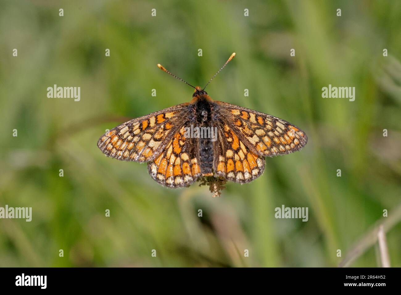 Marsh Fritillary bei Strawberry Banks Gloucestershire Stockfoto