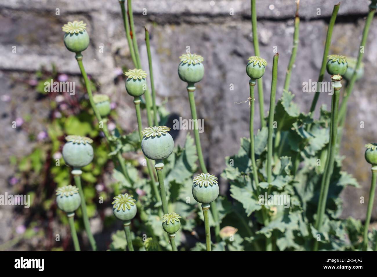 Eine Gruppe Mohnblüten, ohne Blütenblätter, wachsen jetzt nur noch vor einer Gartenmauer in Devonport Plymouth Stockfoto