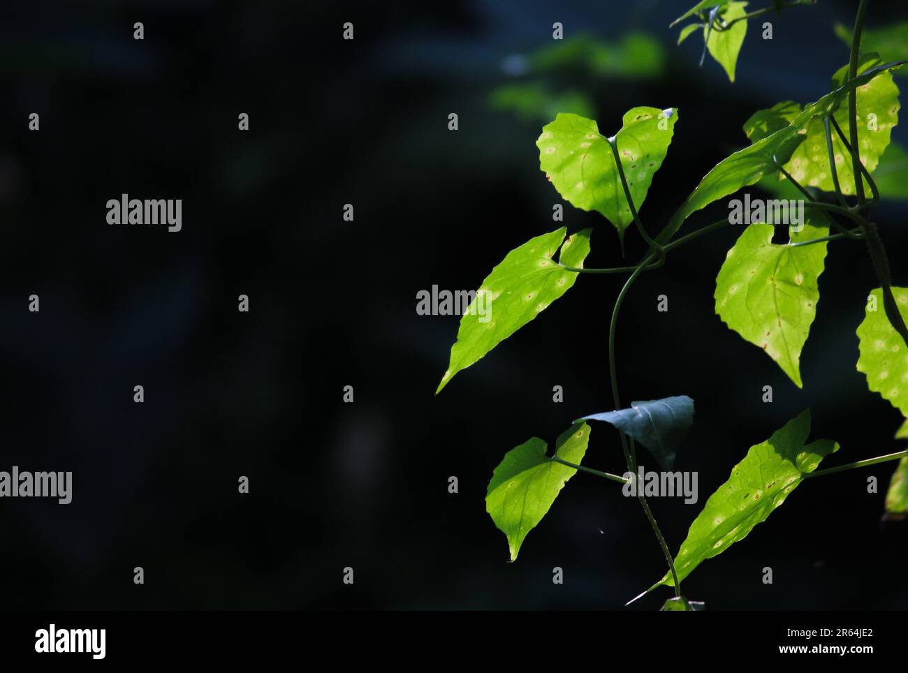 Grünes Blatt auf dunklem Hintergrund für Publikation, Design, Poster, Kalender, Post, Bildschirmschoner, Hintergrundbild, Postkarte, Banner, Deckblatt, Website. Hohe Qualität Stockfoto