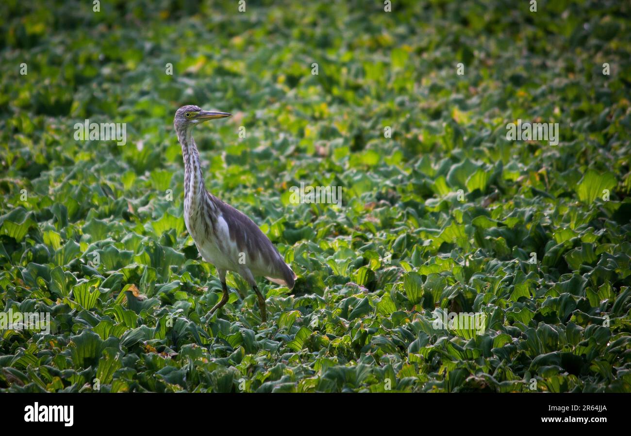 Ein Teichreiher, der auf einem Teich voller gewöhnlicher Wasserhyazinthen surft. Für Veröffentlichung, Design, Poster, Kalender, Post, Tapete, Postkarte, Banner, Deckblatt. Stockfoto