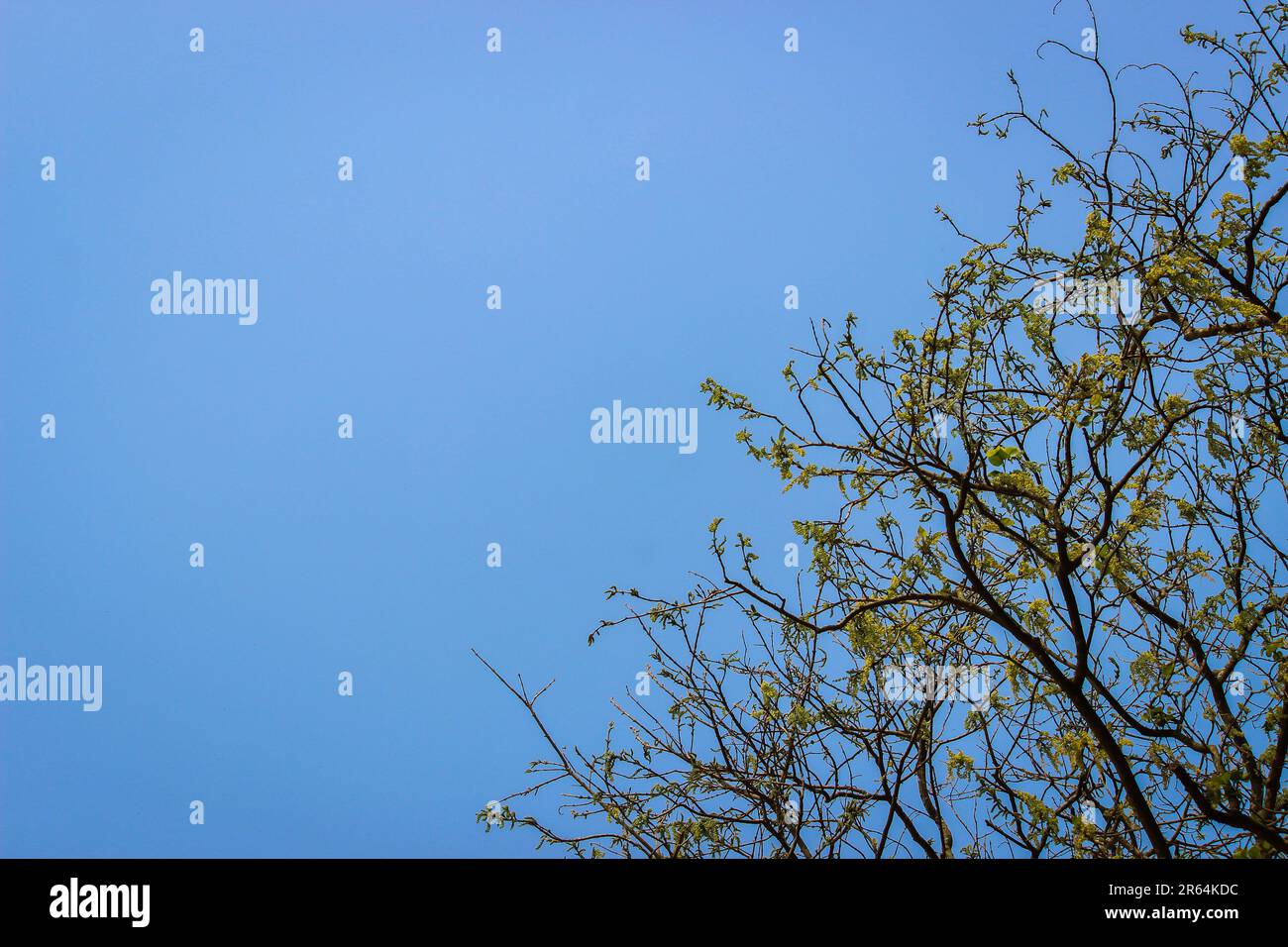 Wir klettern hoch zum blauen Himmel. Wunderschöner blauer Himmelshintergrund mit Baum auf der rechten Seite und offen auf der linken Seite. Für Publikationen, Designs, Poster, Cover. Stockfoto