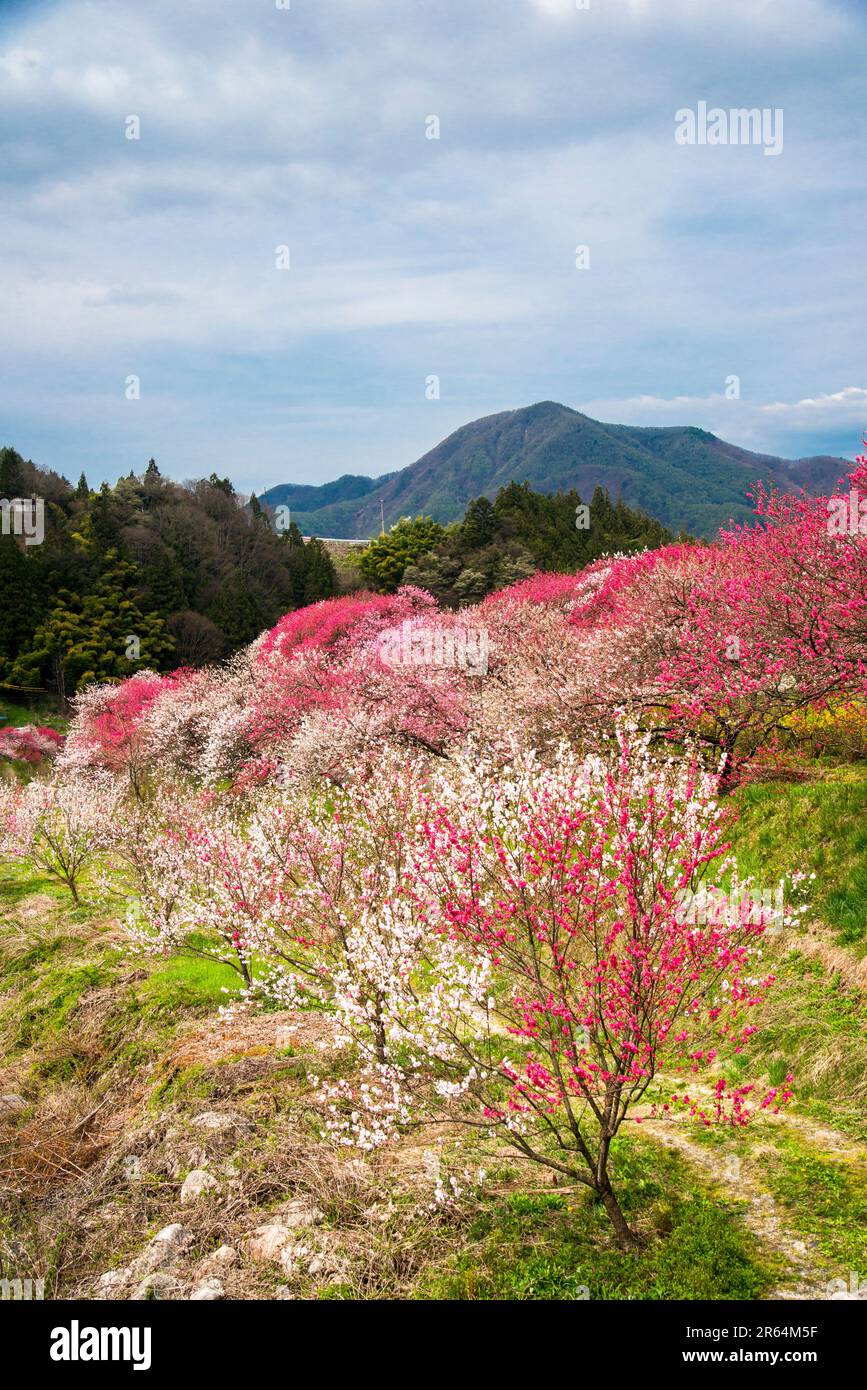 Hanamomo kein sato-Dorf Stockfoto