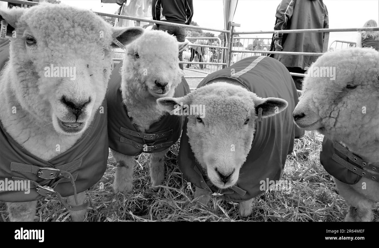 Das Tierreich Stockfoto