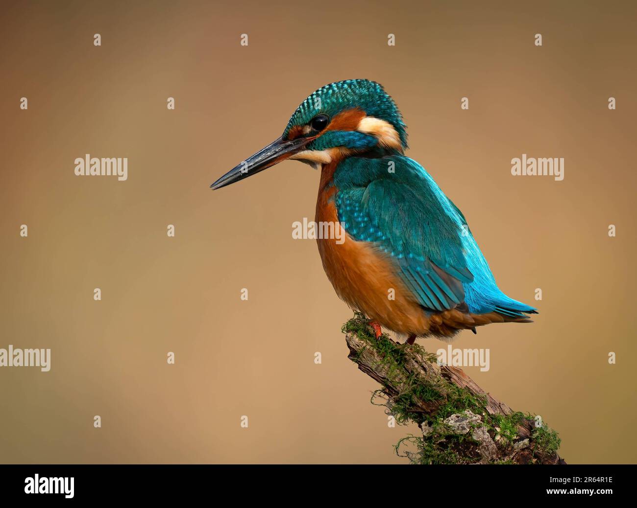 DIESE EINMALIGE Aufnahme, die vier Jahre dauerte, um sich zu perfektionieren, zeigt einen exquisit reflektierten Königsfischer, der aus einem lokalen Fluss mit seinem Fang kommt. Stockfoto