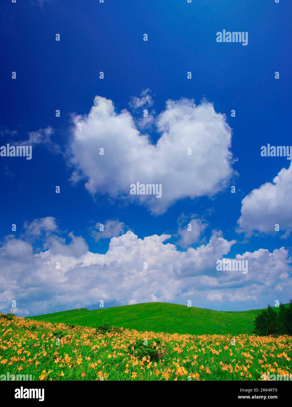Nikkoh Sedge und herzförmige Wolke Stockfoto