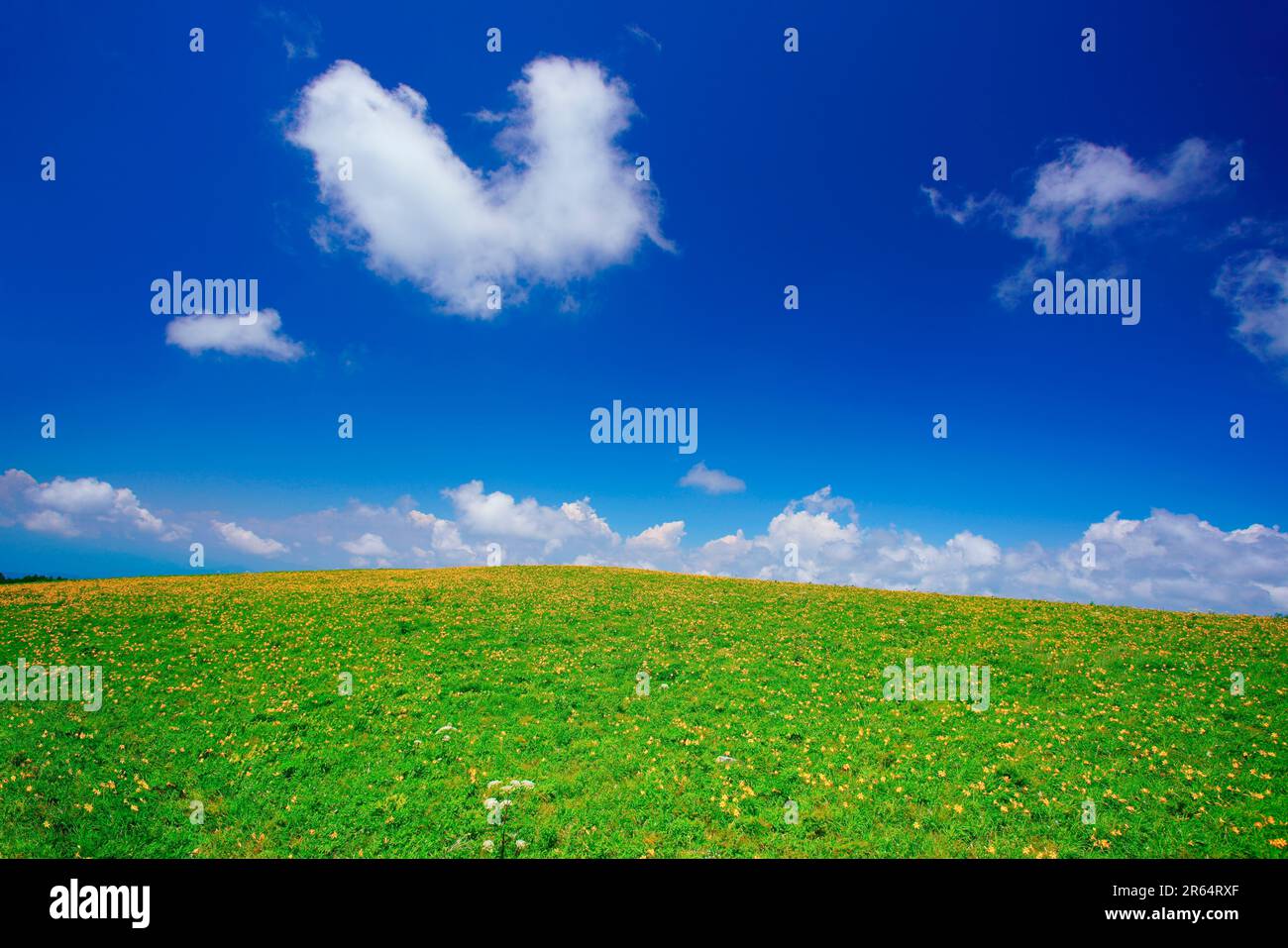 Nikkoh Sedge und herzförmige Wolke Stockfoto