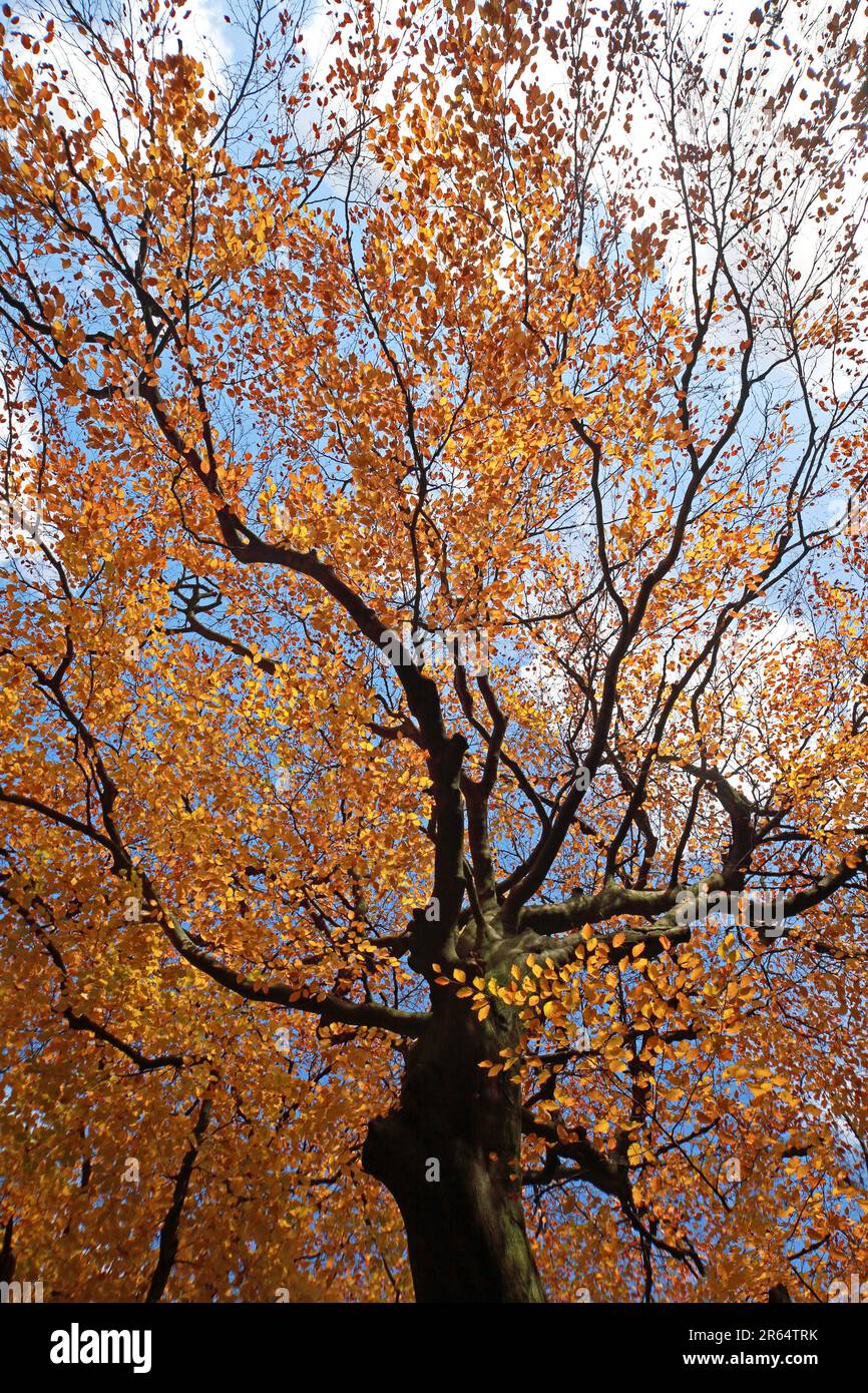 Herbstdach im Herbst, Rändelboste und Zweige mit getrockneten braunen Blättern, Cheshire, England, Großbritannien, mit Blick in den sonnigen Himmel Stockfoto