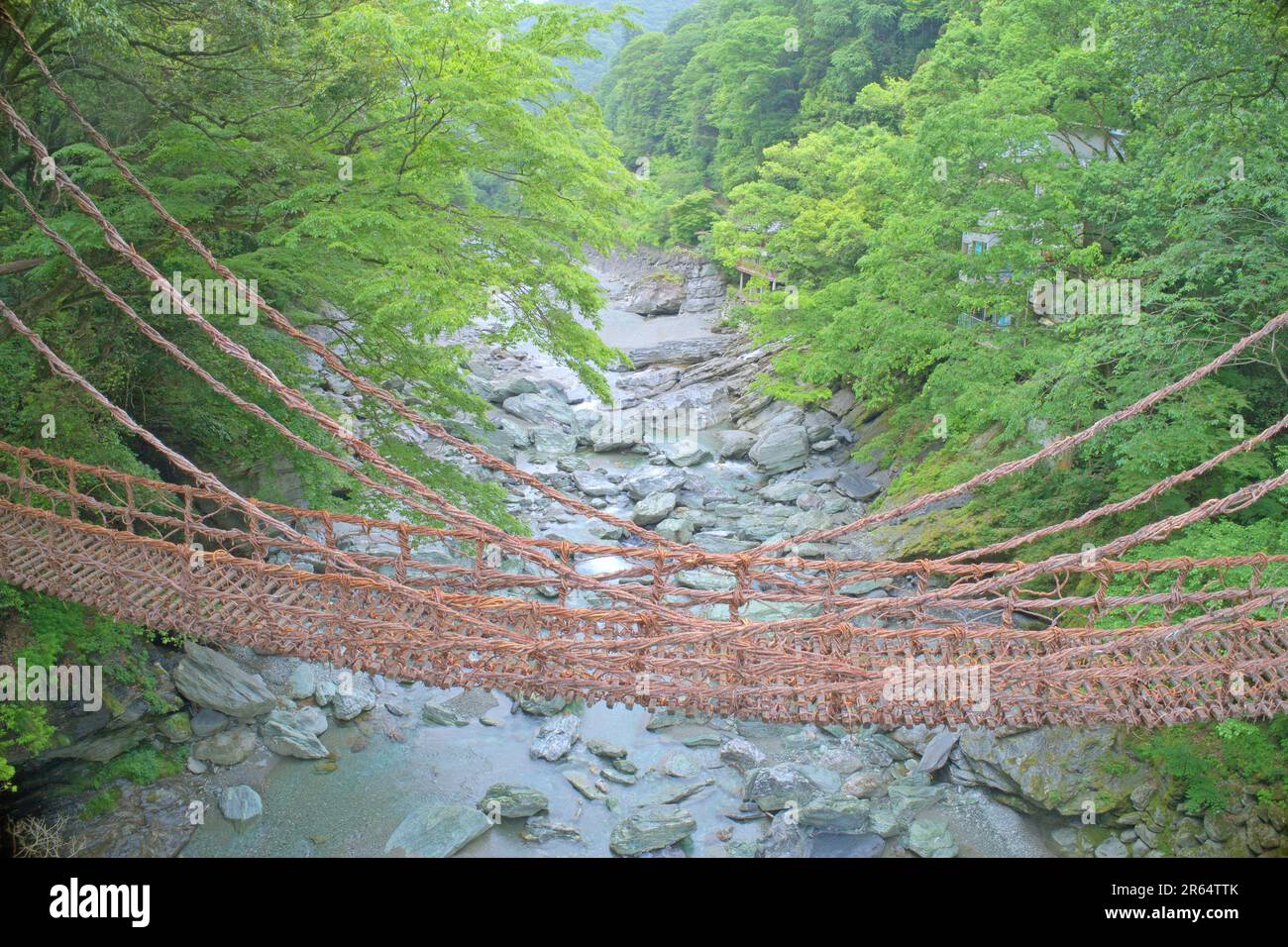 Kazura-Brücke in Iya am Morgen Stockfoto