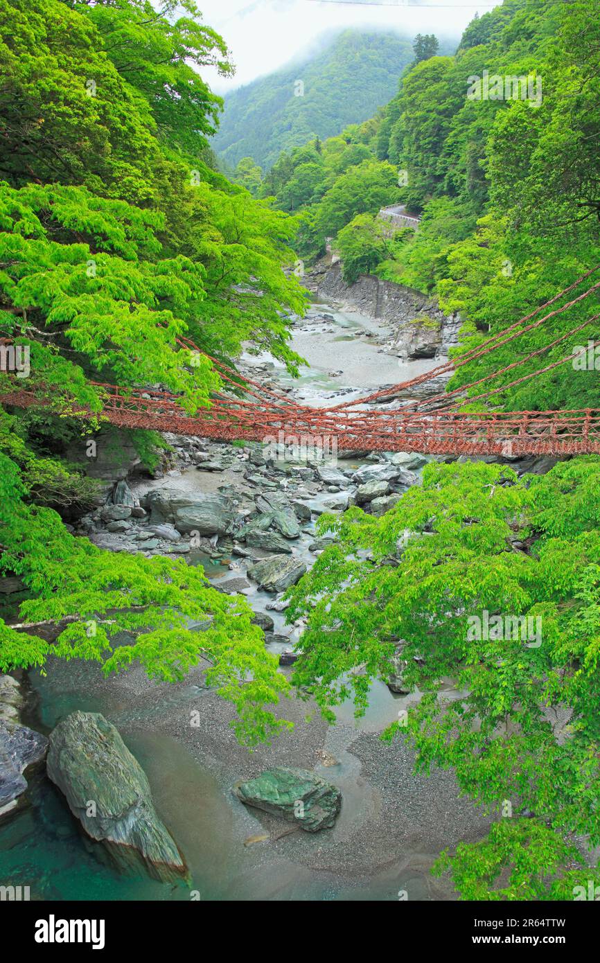 Kazura-Brücke in Iya am Morgen Stockfoto