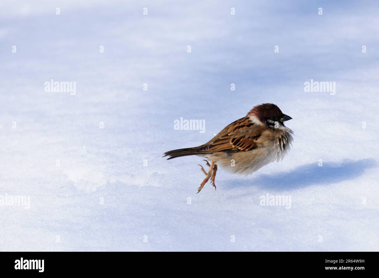 Frischer Schnee und Spatzen Stockfoto