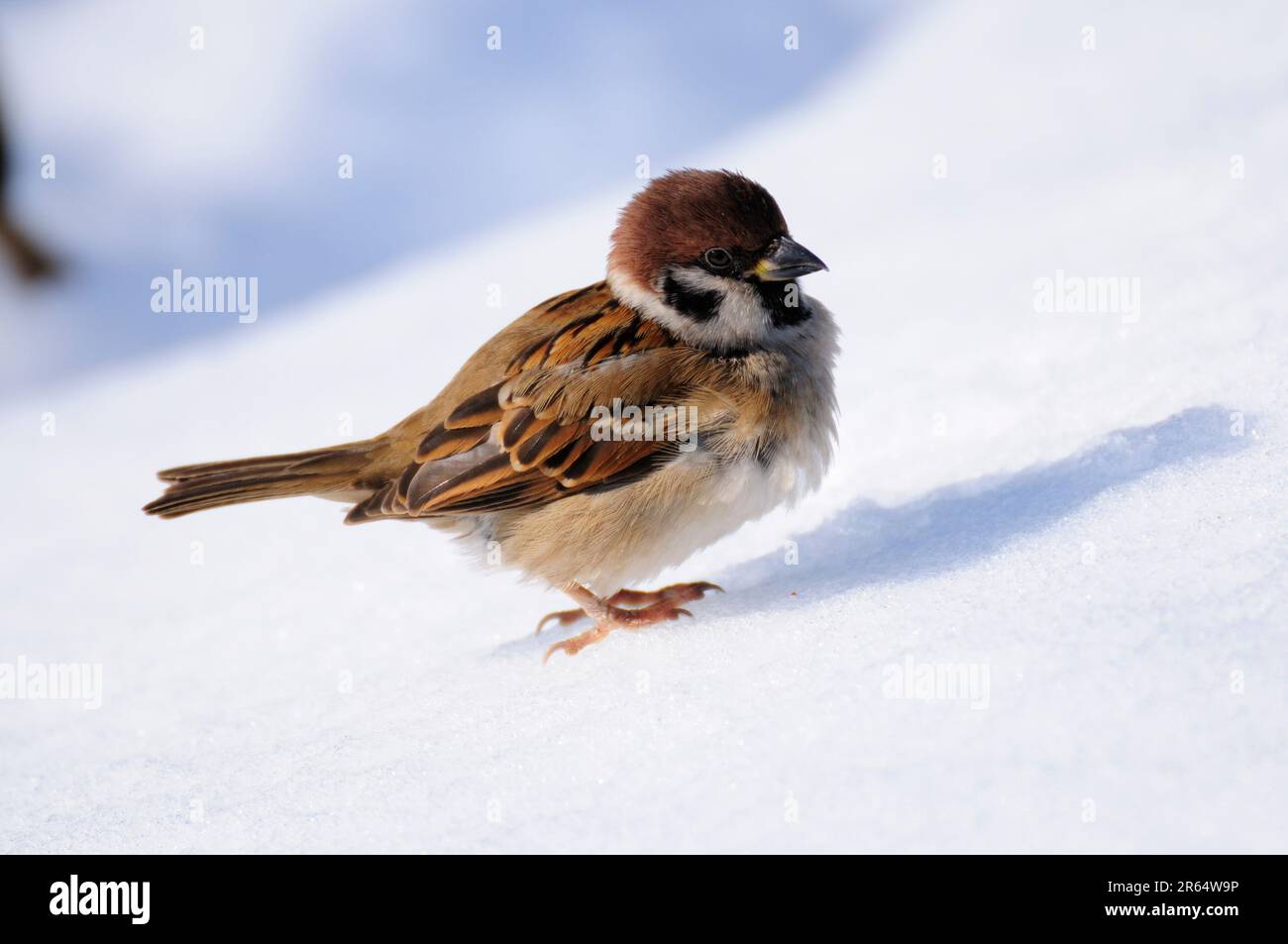 Frischer Schnee und Spatzen Stockfoto