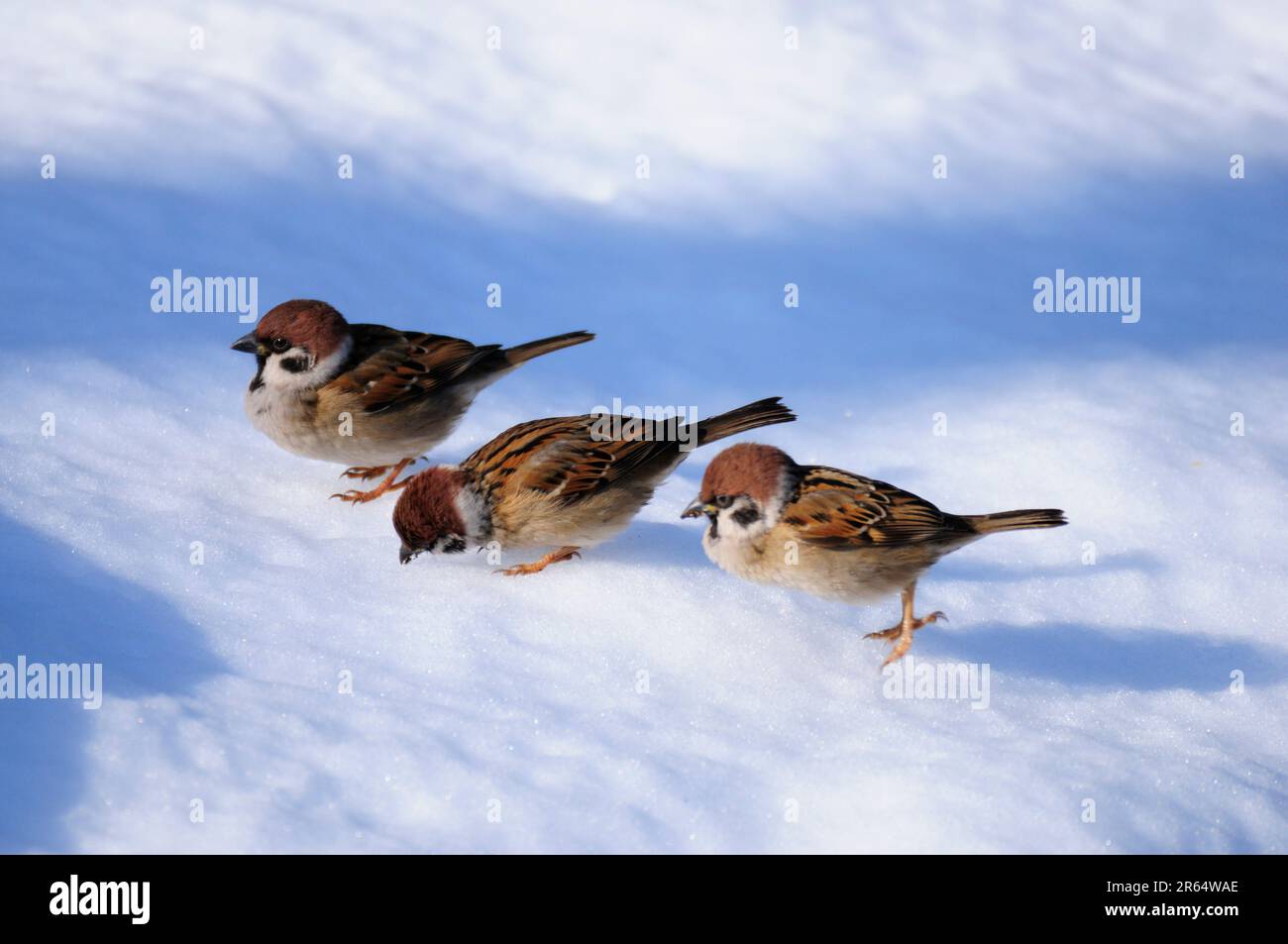Frischer Schnee und Spatzen Stockfoto