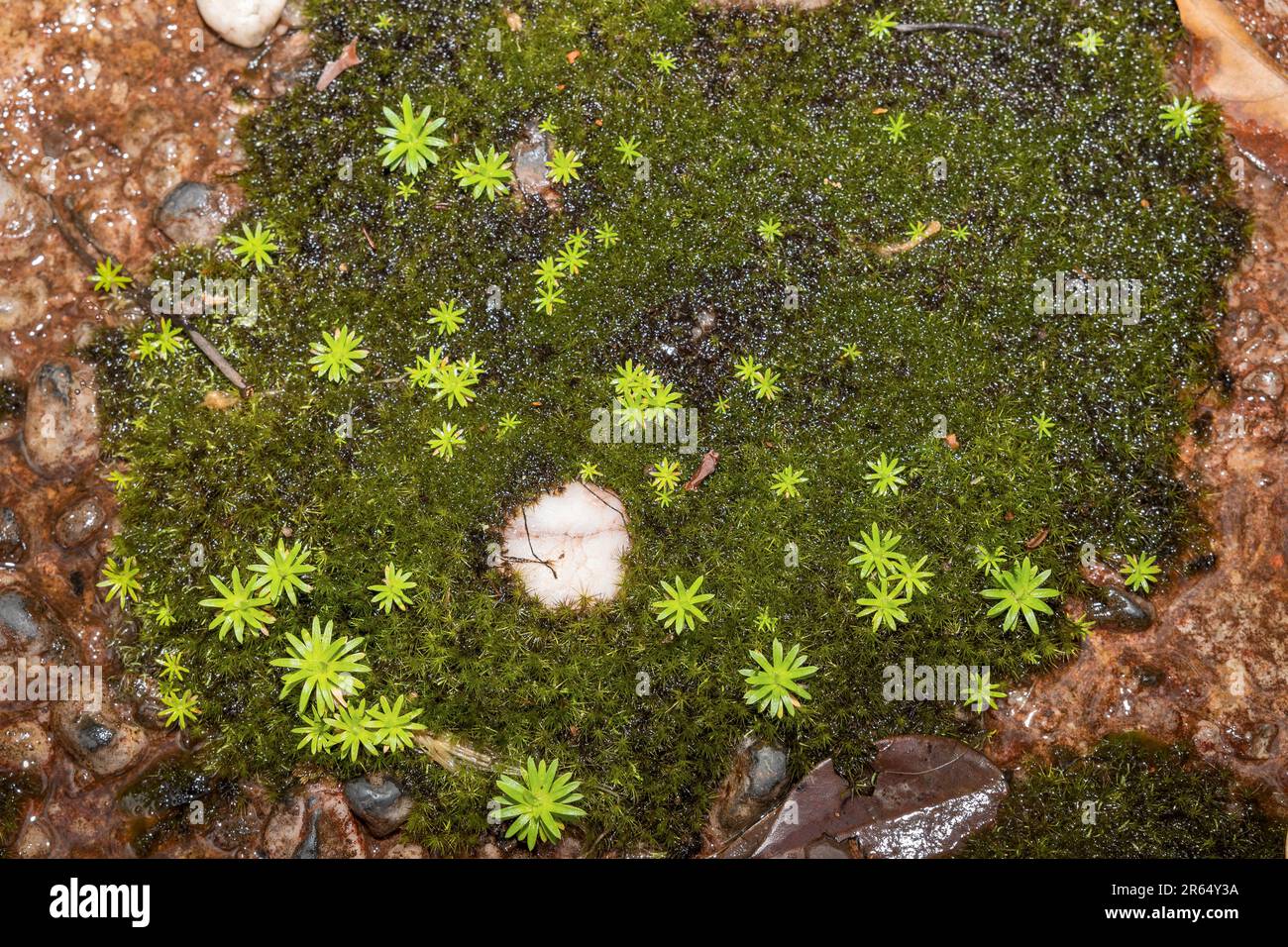 Moss, Kaieteur-Nationalpark, Guyana Stockfoto