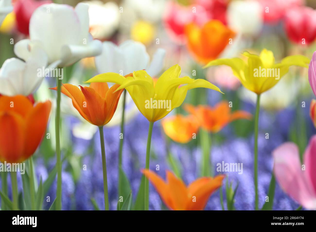 Tulpe Stockfoto