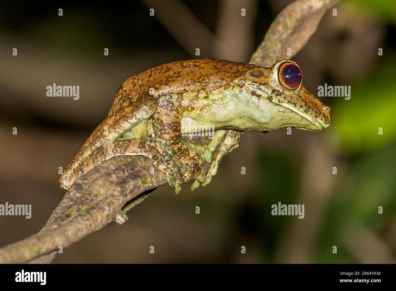 Goliath Frosch, Iwokrama Regenwald, Guyana Stockfoto