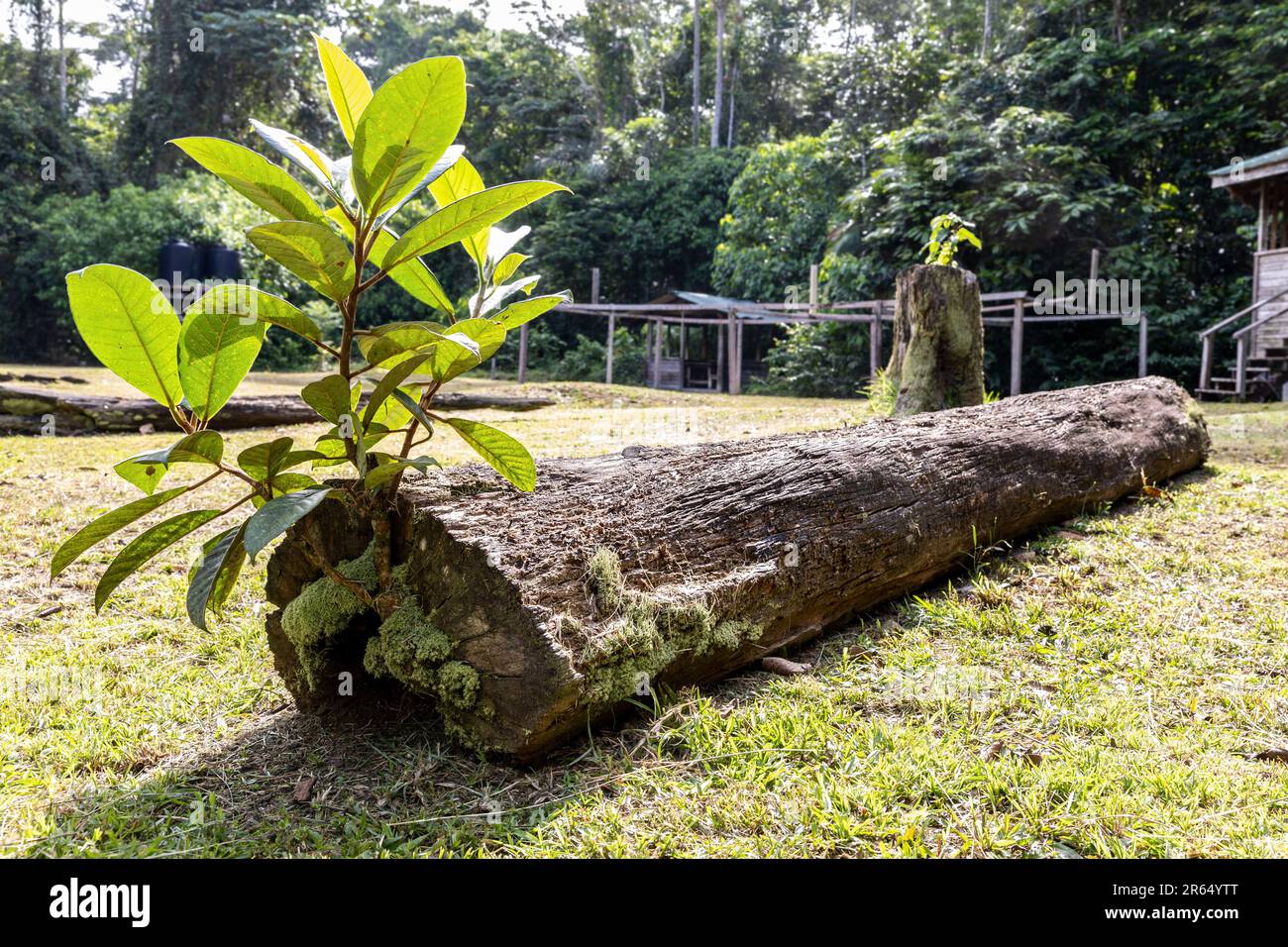 Leben nach dem Tod: Moos und neue Pflanzen wachsen auf einem toten Baumstamm, IIwokrama Regenwald, Potaro-Siparuni, Guyana Stockfoto