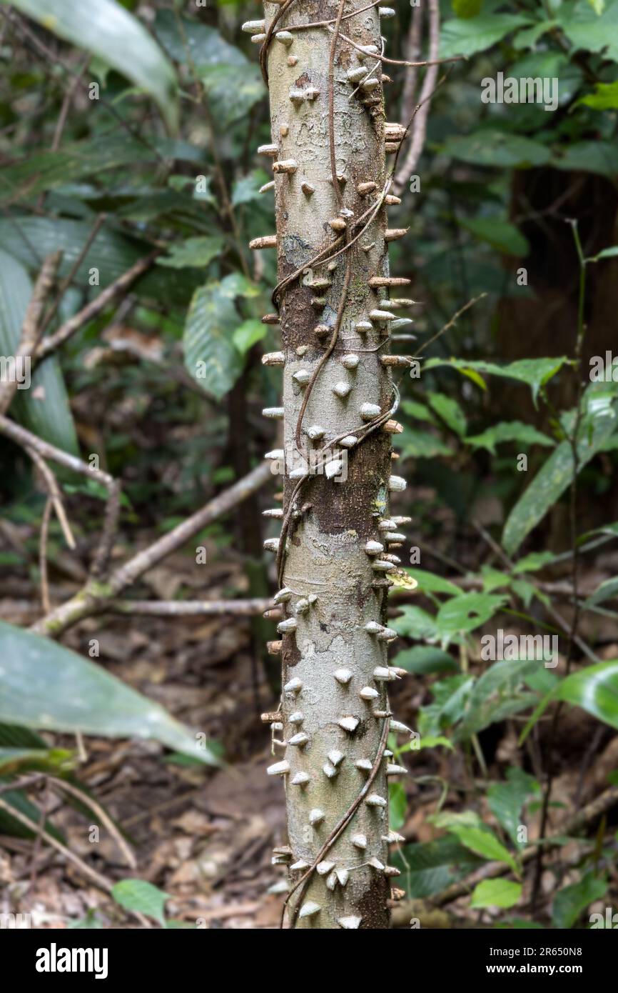 Zanthoxylum rhoifolium, das angeblich gegen Malaria wirkt, und gegen Zahnschmerzen/Ohrenschmerzen, Iwokrama Regenwald, Potaro-Siparuni, Guyana Stockfoto