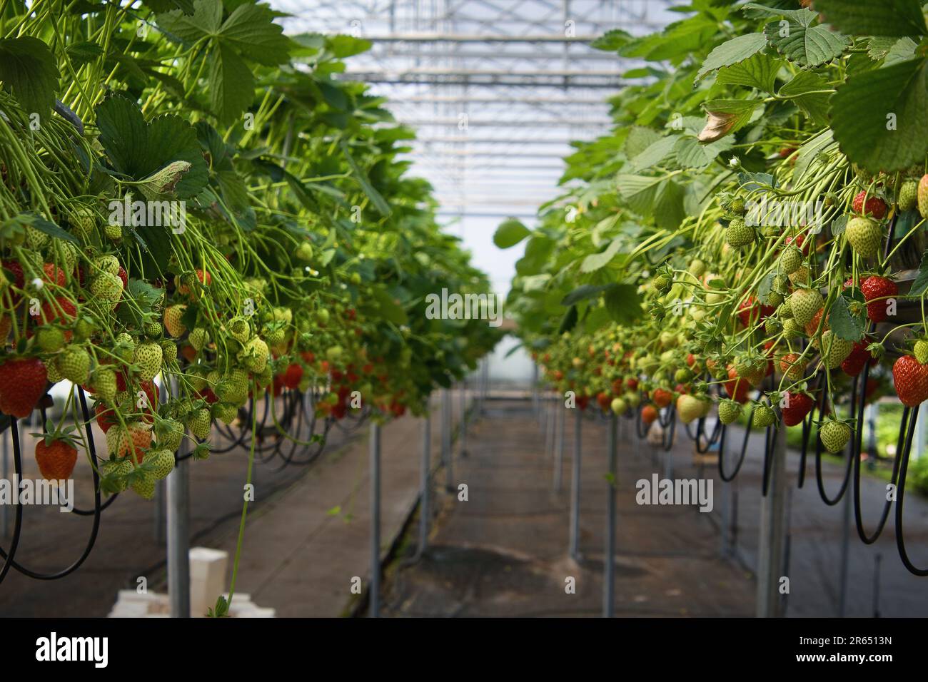 Erdbeeren anbauen auf der Hanc Farm in Vranany am 17. Mai 2023. (CTK