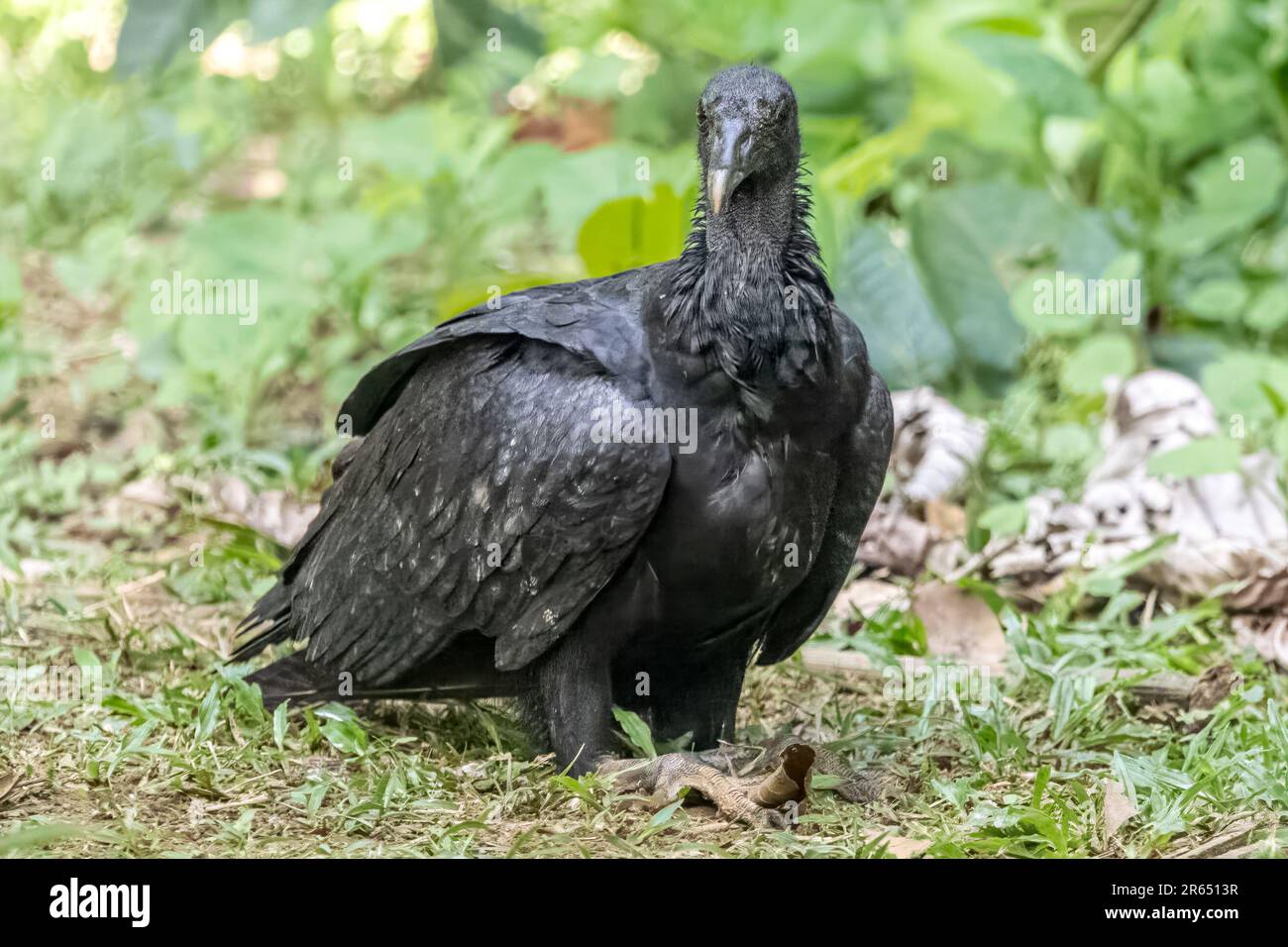 Black Vulture, Atta Rainforest Lodge, Iwokrama Rainforest, Potaro-Siparuni, Guyana Stockfoto