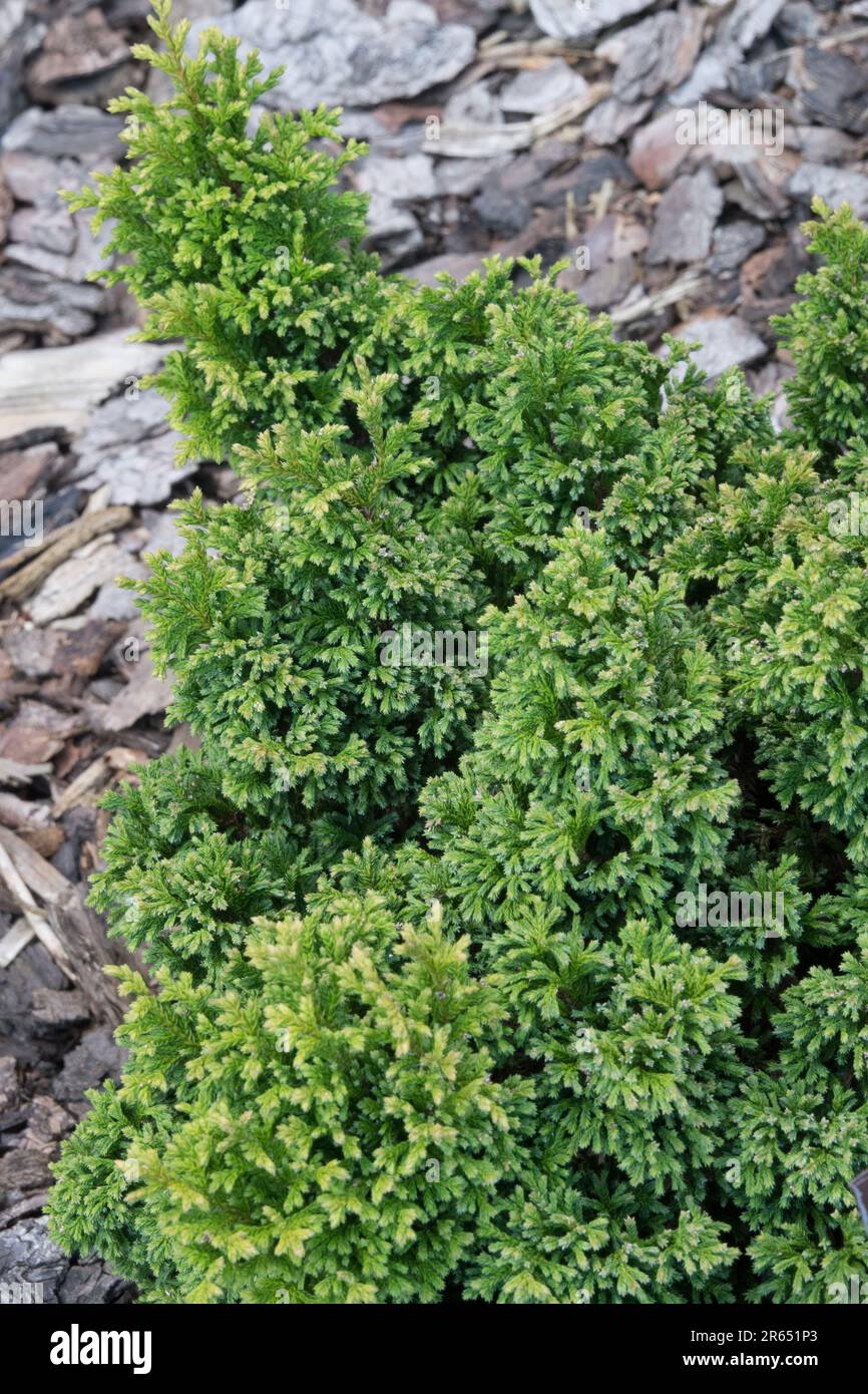 Chamaecyparis pisifera „plumosa Compressa Aurea“ Stockfoto