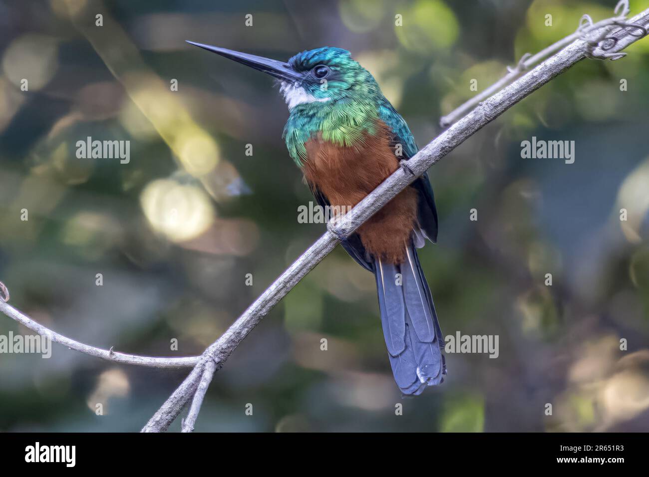 Weiblich, Grünschwanz-Jacamar, Iwokrama Regenwald, Potaro-Siparuni, Guyana Stockfoto