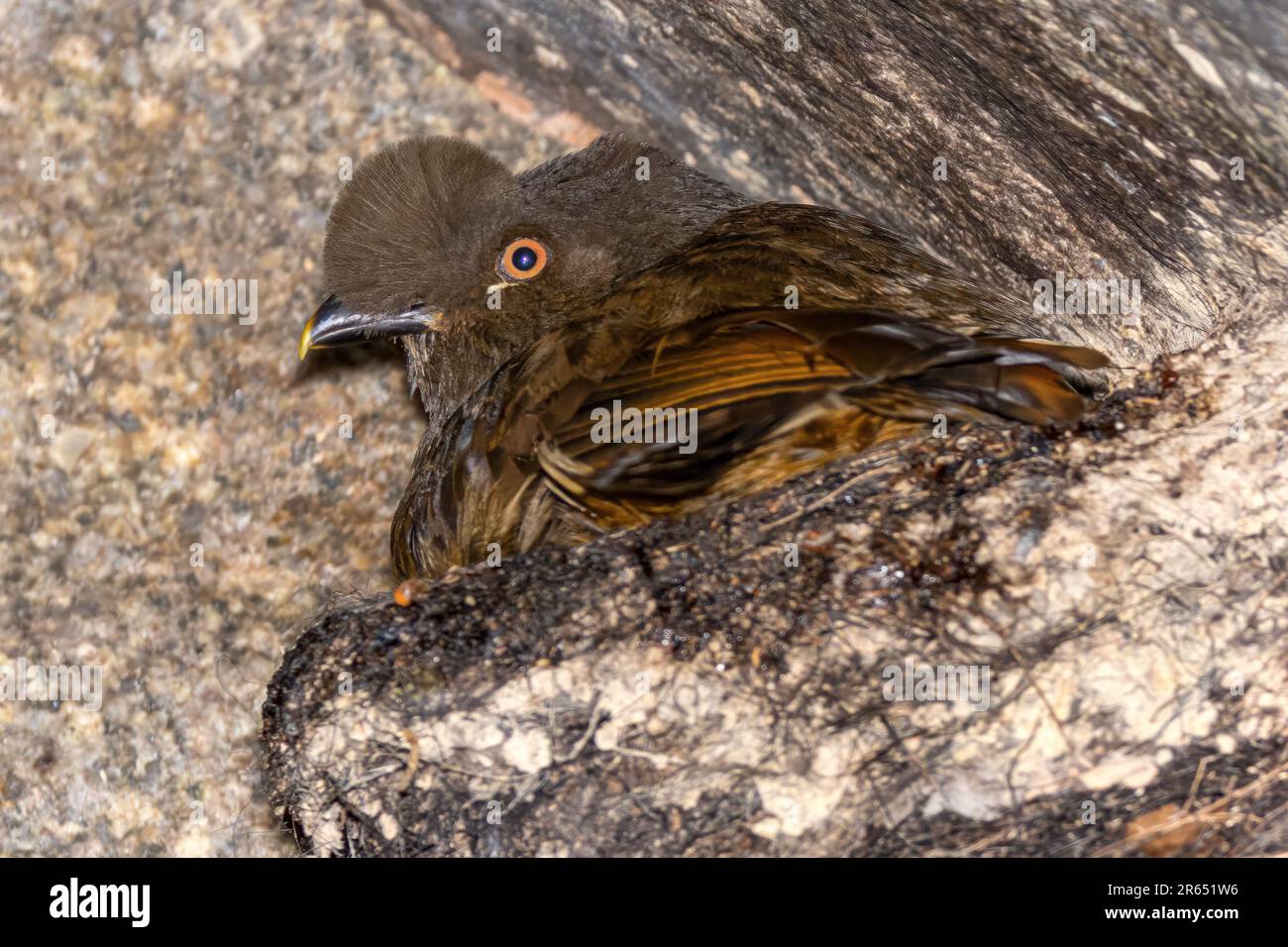 Weiblicher Schwanz des Fels, inkubiert in Nest, Iwokrama Regenwald,  Potaro-Siparuni, Guyana Stockfotografie - Alamy