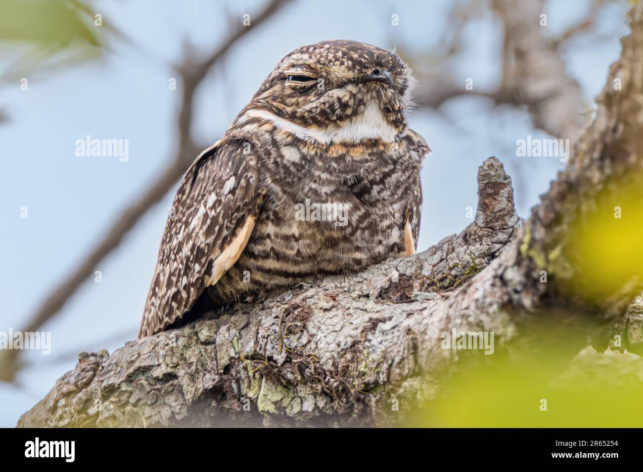 Ladder-Tailed Nightjar, alias Nighthawk, Surama, Amerindian Village, North Rupununi, Obere Takutu-Obere Essequibo-Region, Guyana Stockfoto