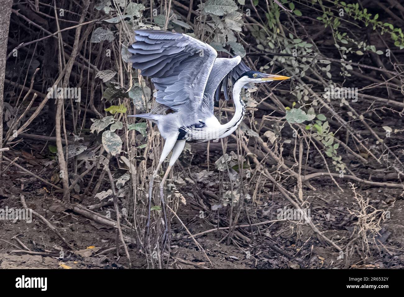 Cocoi Heron, Abflug, Rupununi-Fluss, obere Takutu-obere Essequibo-Region, Guyana Stockfoto